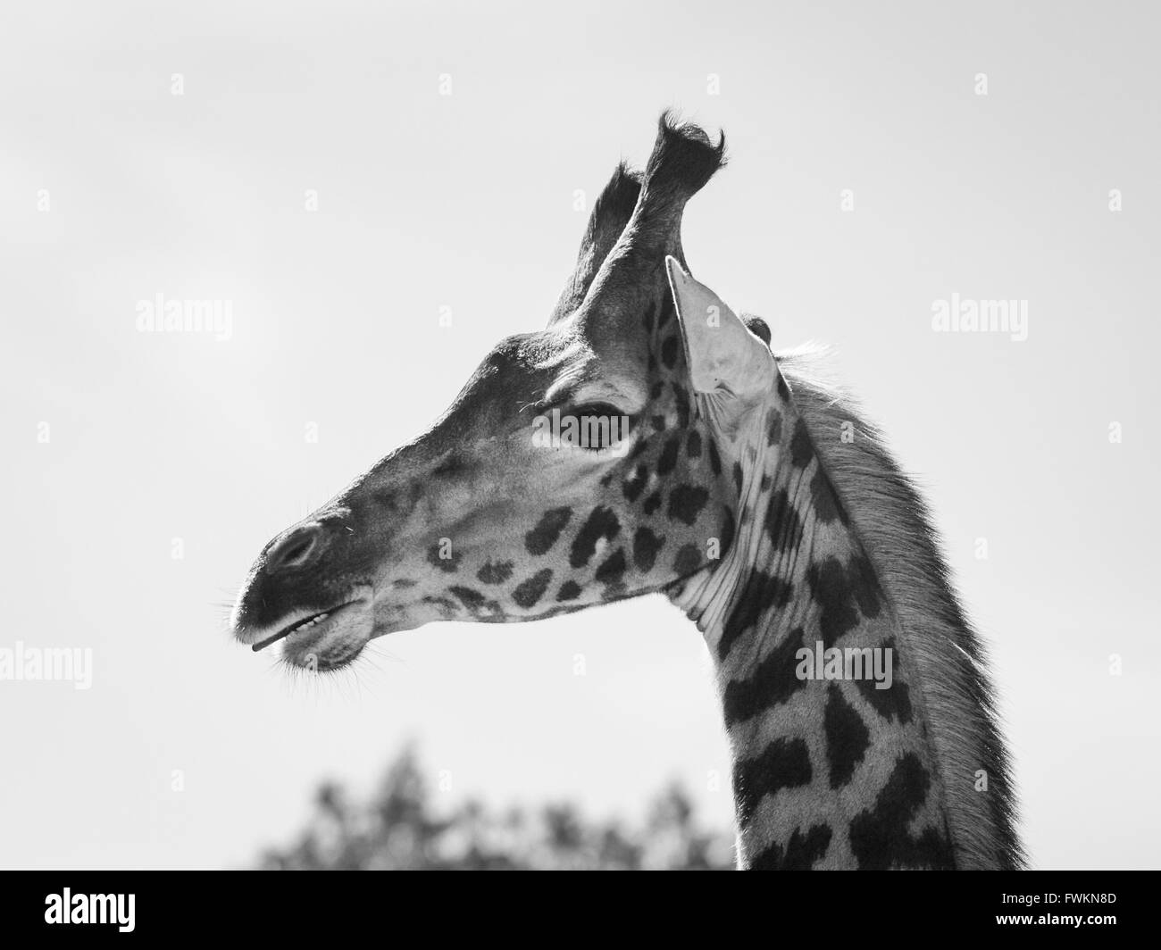 Black and white image of head of giraffe giraffa camelopardalis against sky in arusha