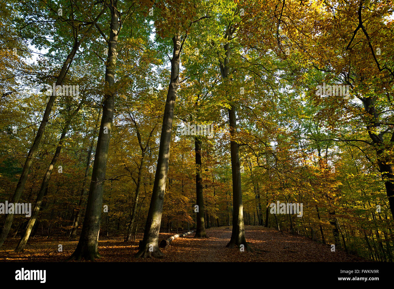 Grunewald forest CharlottenburgWilmersdorf Berlin Germany Stock Photo Alamy