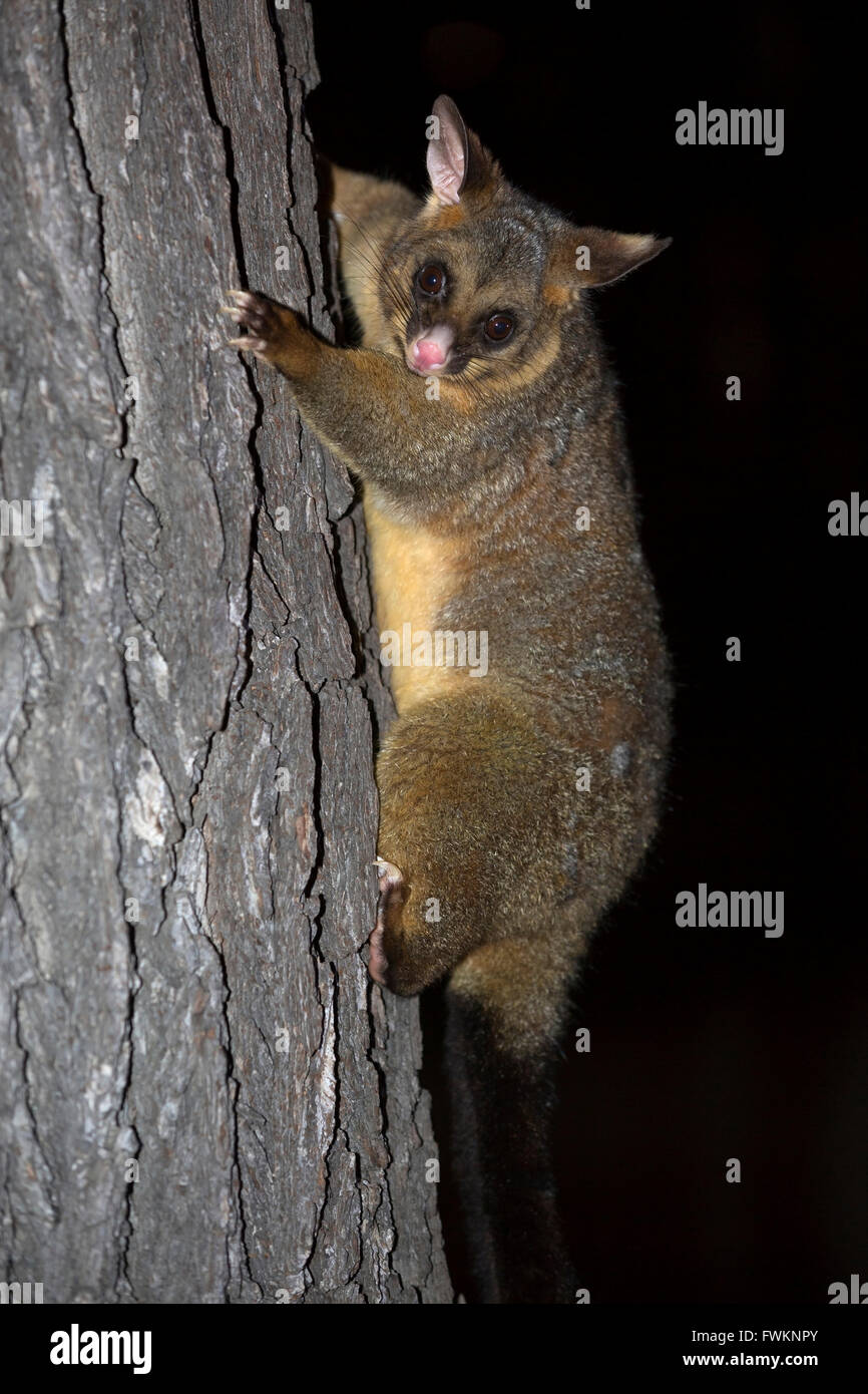 Common brushtail possum (Trichosurus vulpecula) at night, climbing in a