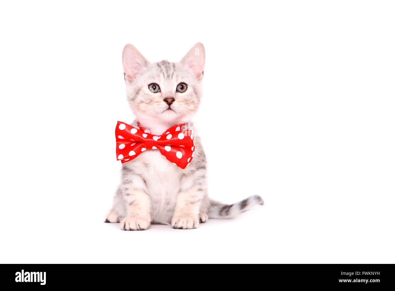 kitten bow tie