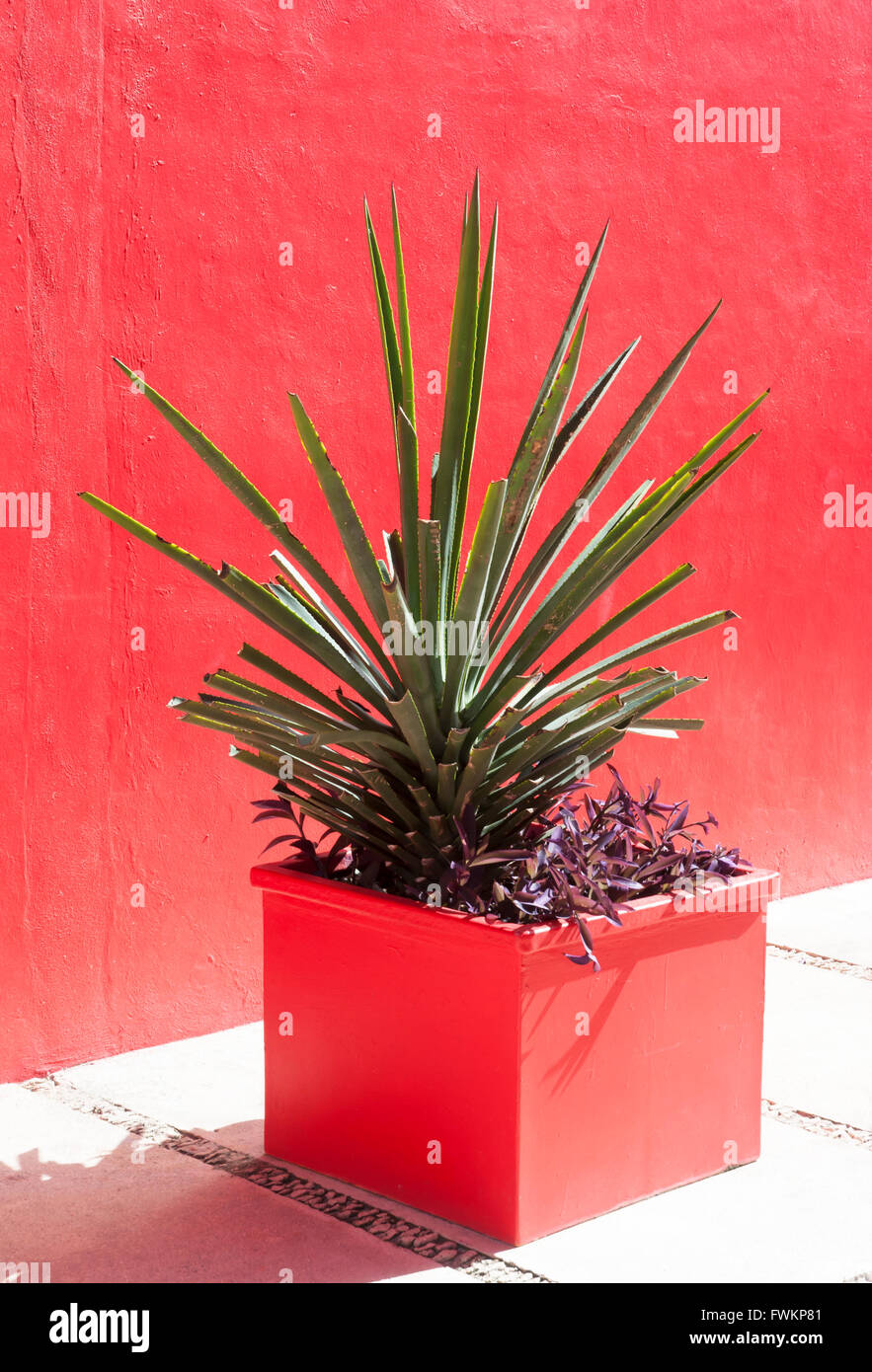 The plant with a bright red wall in a background (Costa Maya, Mexico). Stock Photo