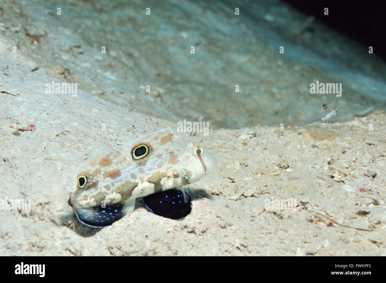 Two-spot goby and signalfin goby are guarding their burrows, Panglao, Philippines Stock Photo