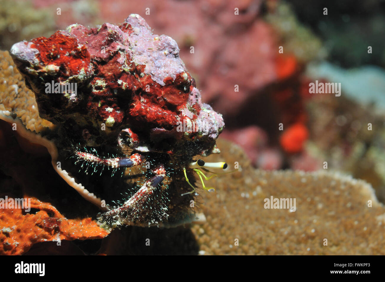Reef hermit crab with a shabby shell on his back sitting on a piece of coral, Panglao, Philippines Stock Photo