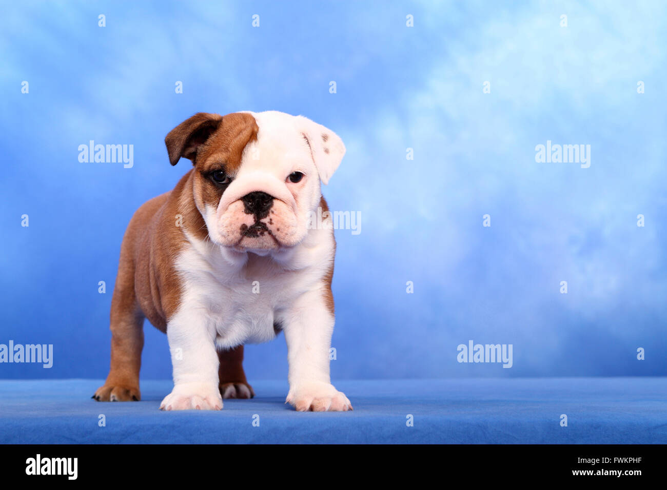 English Bulldog Puppy 7 Weeks Old Standing Studio Picture Against A Blue Background Germany Stock Photo Alamy English Bulldog Puppy 7 Weeks Old Standing Studio Picture Against A Blue Background Germany Stock Photo Alamy