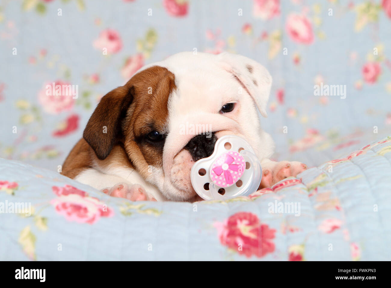 English Bulldog. Puppy (7 weeks old) with baby soother in its