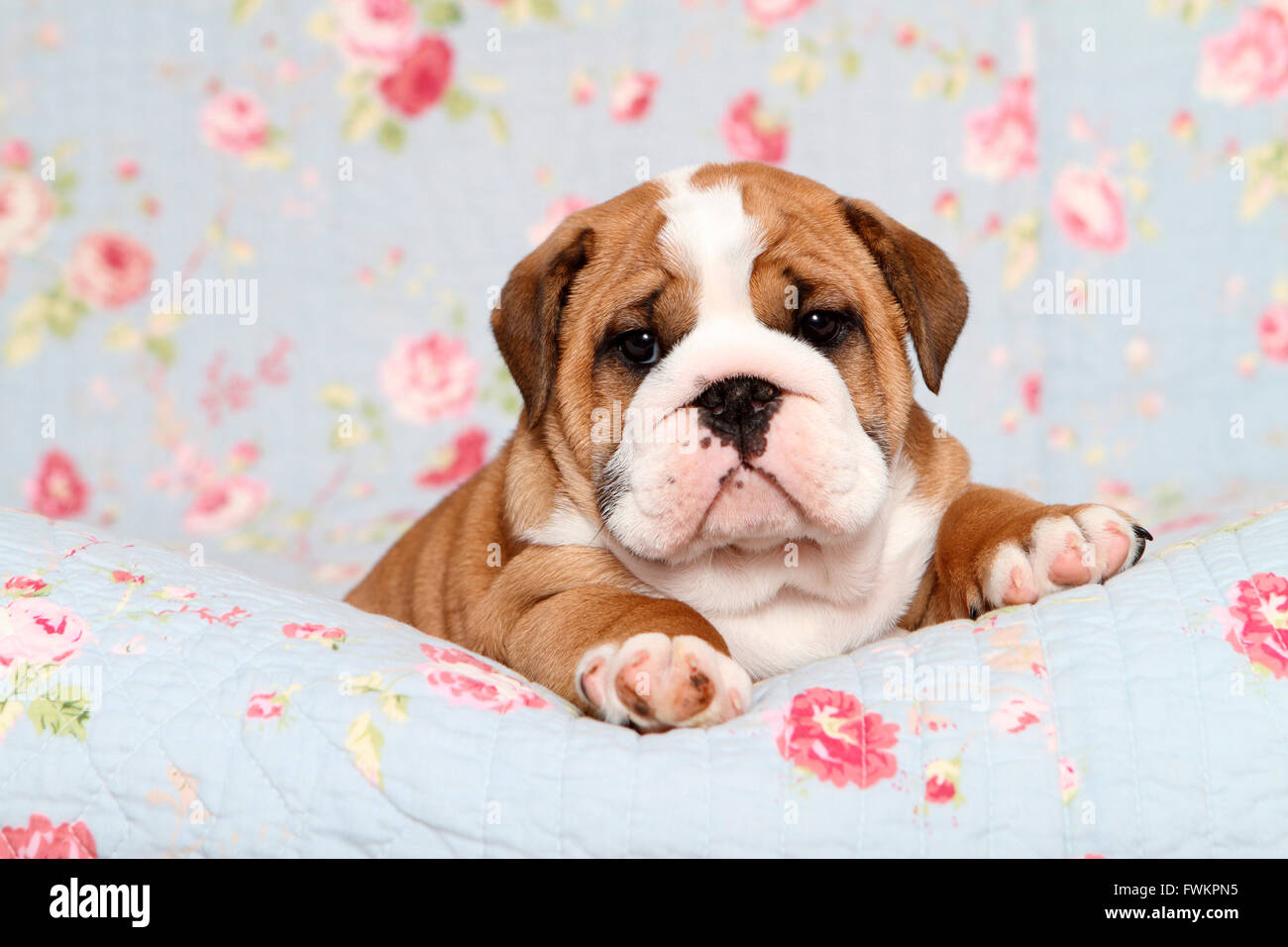 English Bulldog. Puppy (7 weeks old) lying on a blue blanket with rose flower print. Germany Stock Photo