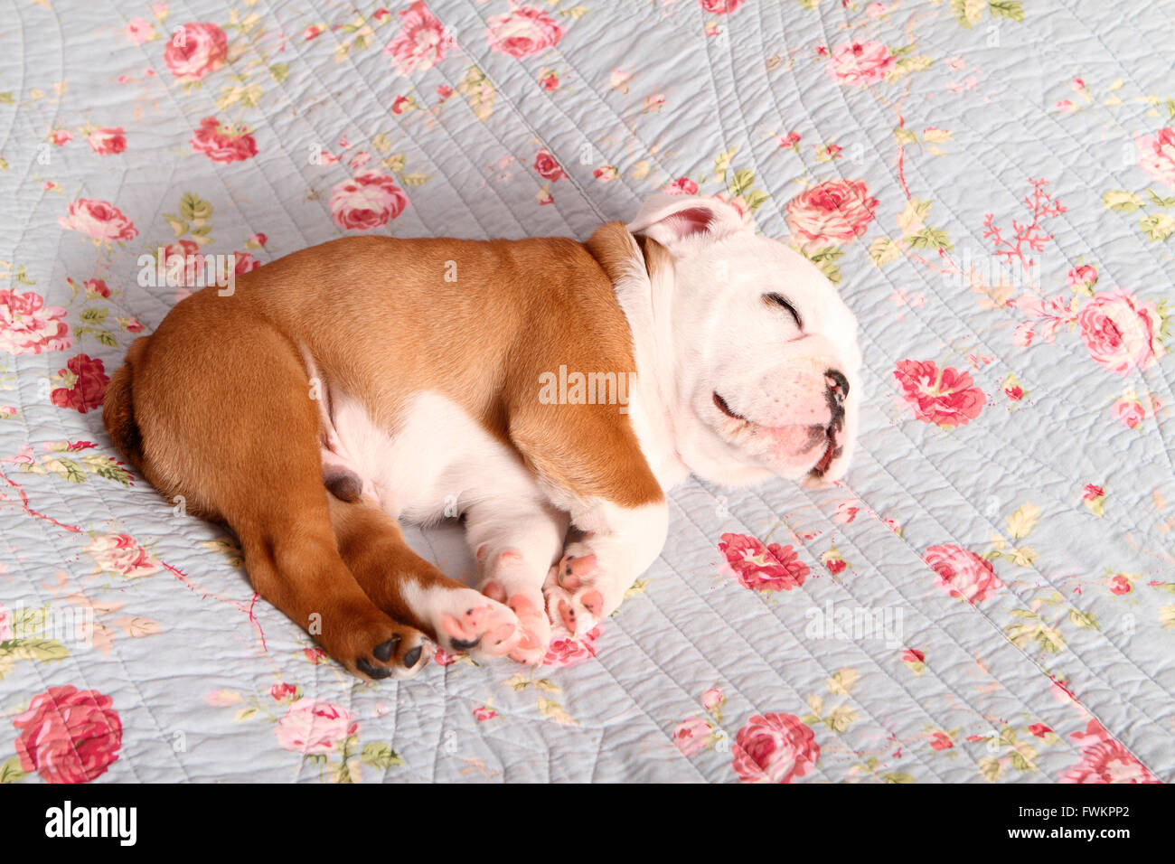 English Bulldog. Puppy (7 weeks old) sleeping on a blue blanket with rose flower print. Germany Stock Photo