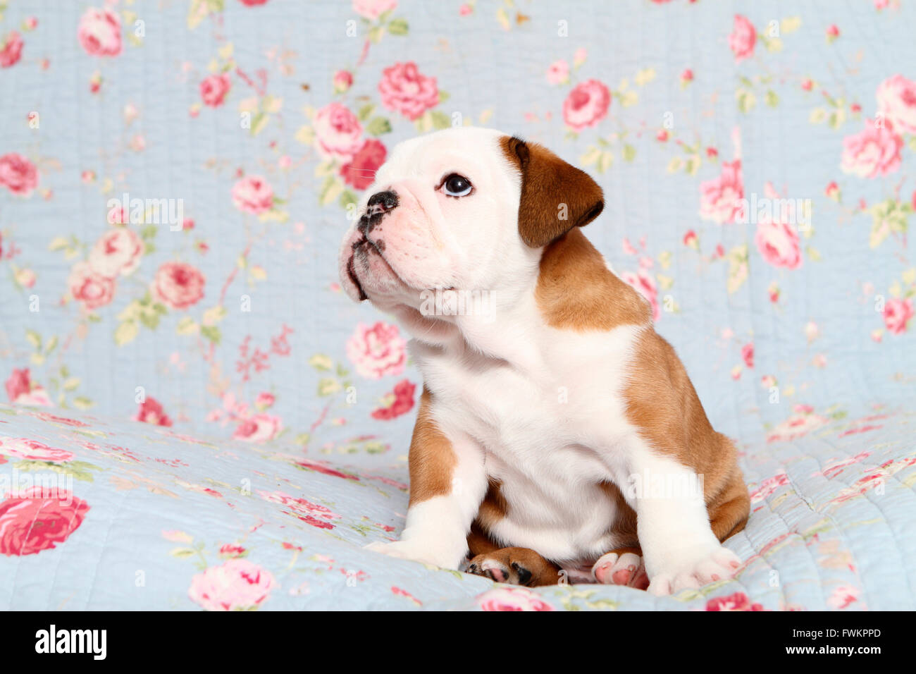 English Bulldog. Puppy (7 weeks old) sitting on a blue blanket with rose flower print. Germany Stock Photo