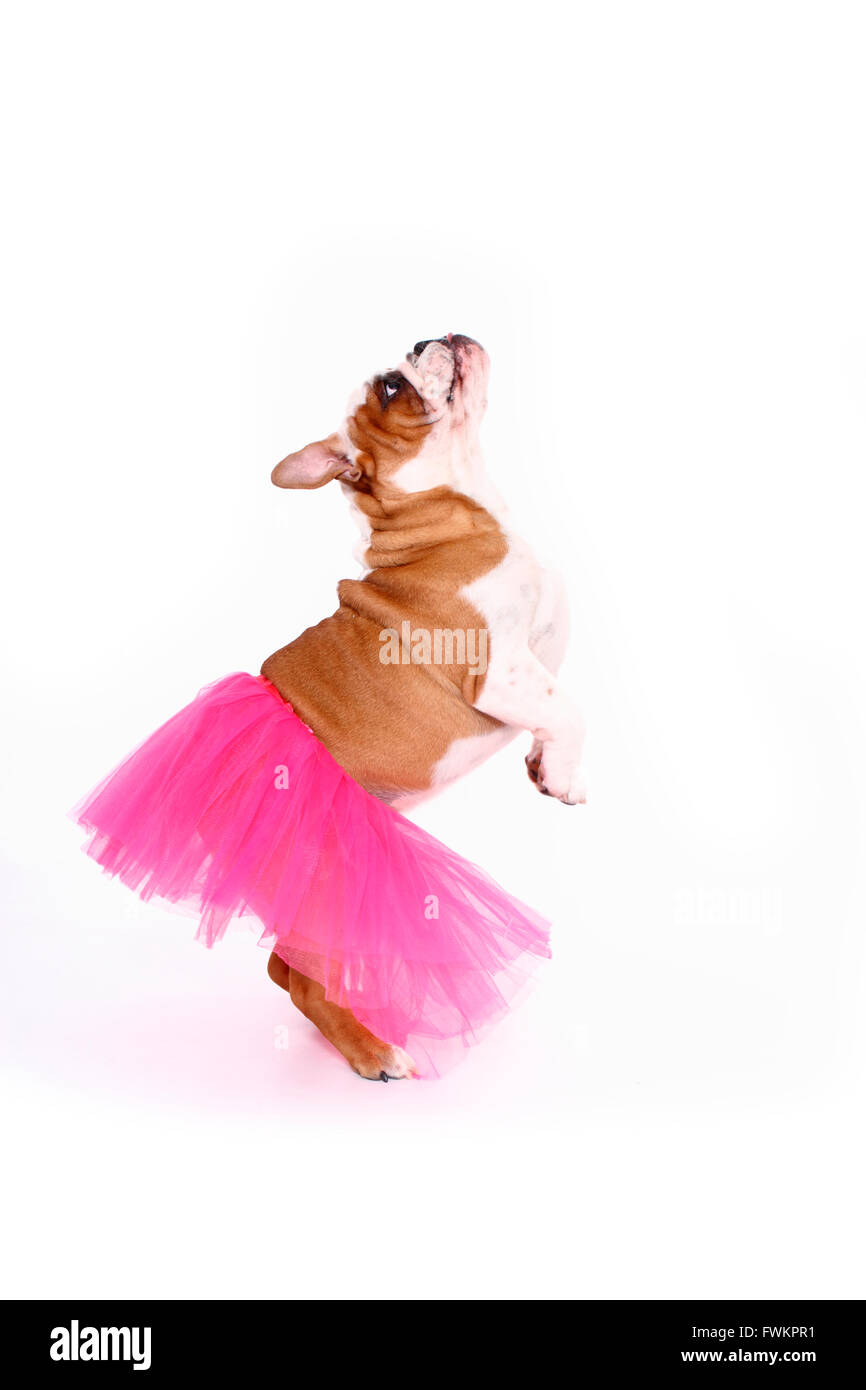 English Bulldog. Male standing upright, wearing a tutu. Studio picture against a white background. Germany Stock Photo