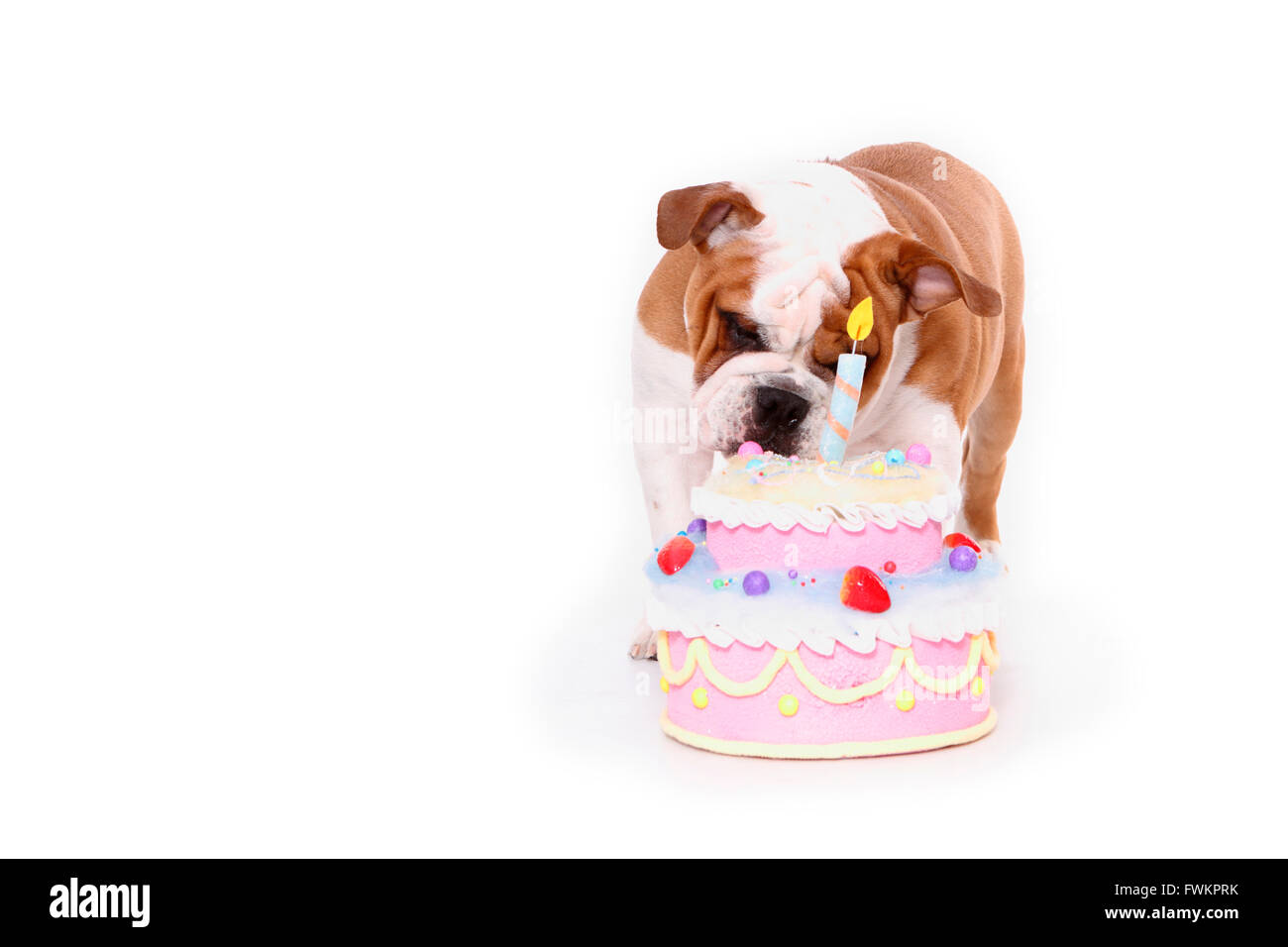 English Bulldog. Male sniffing at birthday cake. Studio picture against a white background. Germany Stock Photo Alamy