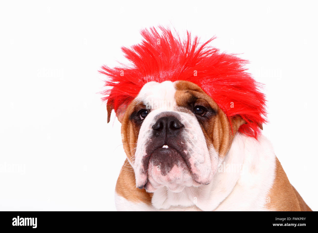 Dog with red wig hotsell
