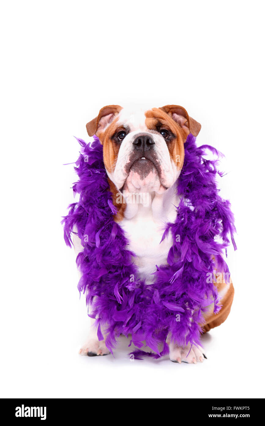 English Bulldog. Male sitting, wearing purple feather boa. Studio picture  against a white background. Germany Stock Photo - Alamy