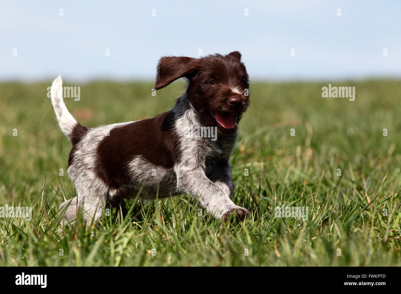 Long haired griffon outlet puppies