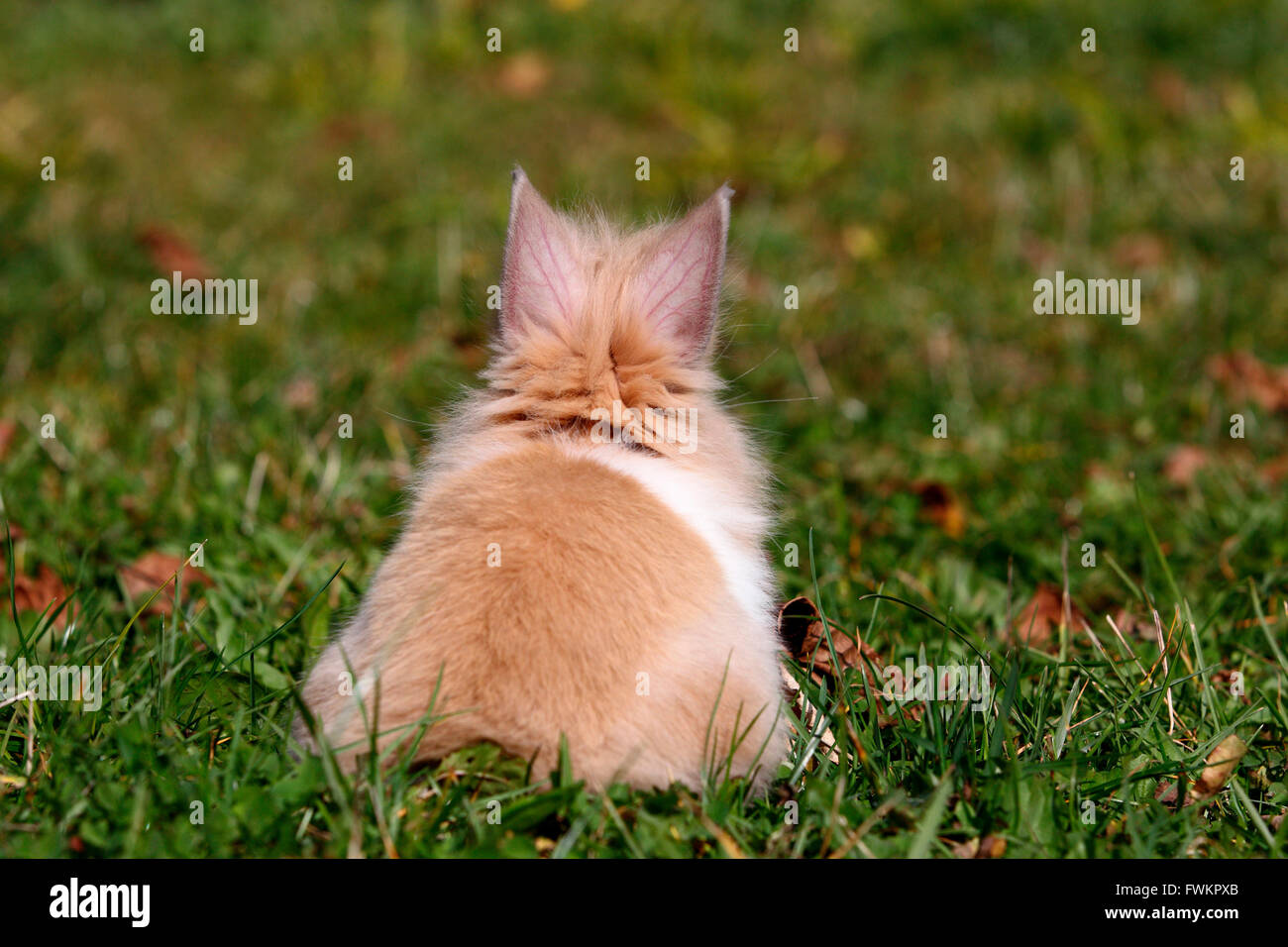 Lion-headed Dwarf rabbit. Young sitting on a meadow, seen from the rear. Germany Stock Photo