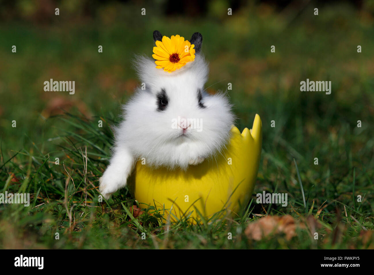Lion-headed Dwarf rabbit Young wearing a yellow flower on its head in a ...