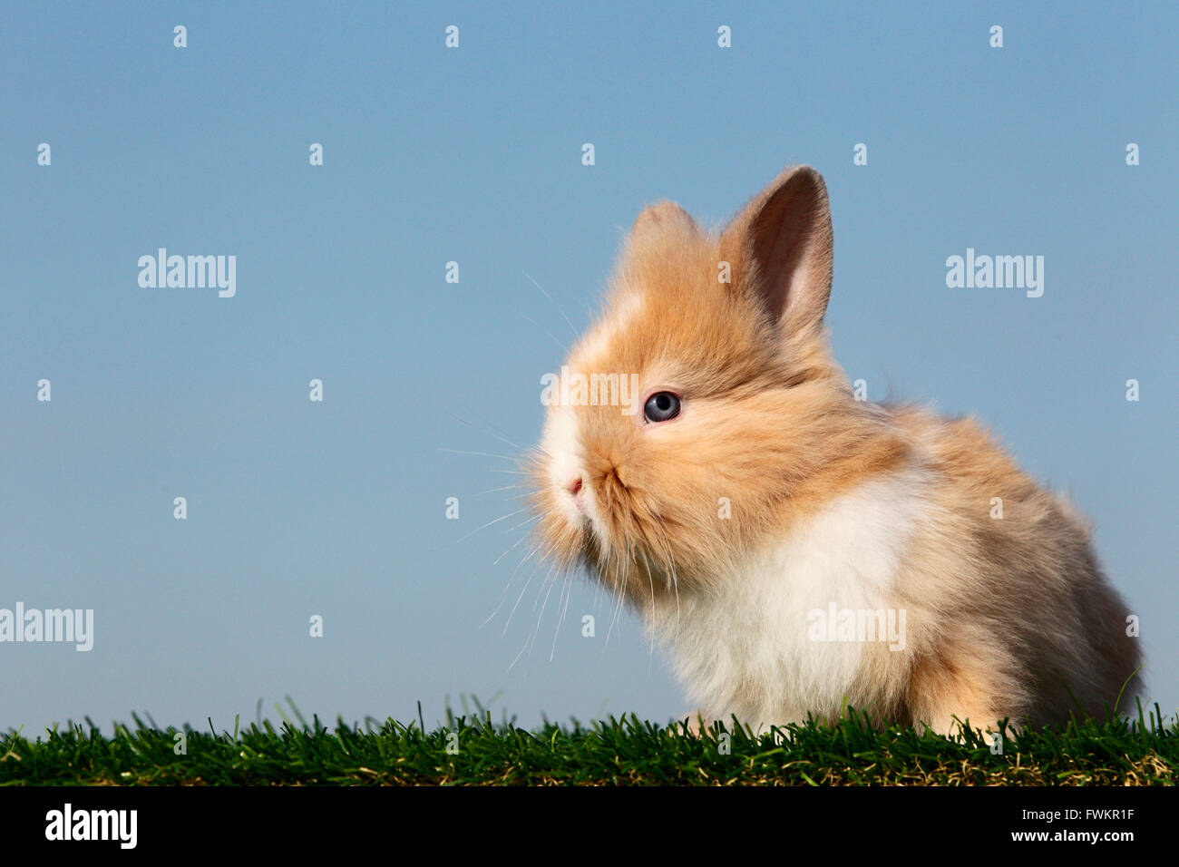 Lion-headed Dwarf rabbit. Young on a meadow, seen against a blue sky. Germany Stock Photo