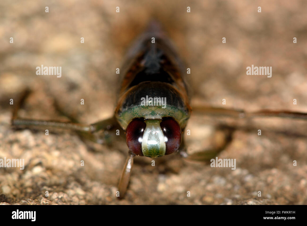 Notonecta maculata backswimmer head on. Predatory aquatic true bug in the family Notonectidae, also known as a water boatman Stock Photo