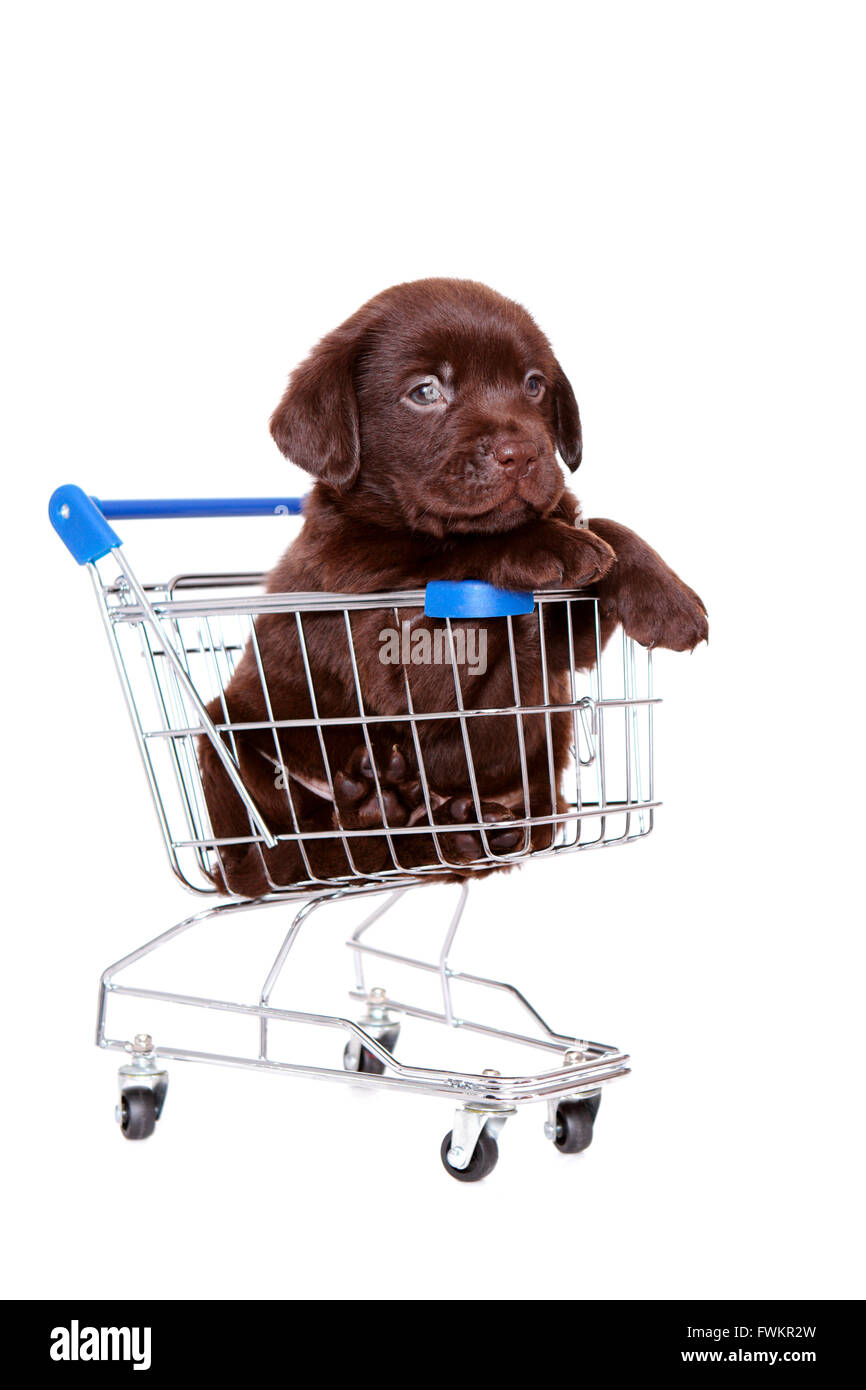 Labrador Retriever. Brown puppy 6 weeks old in a small shopping cart. Studio picture against a white background. Germany Stock Photo Alamy
