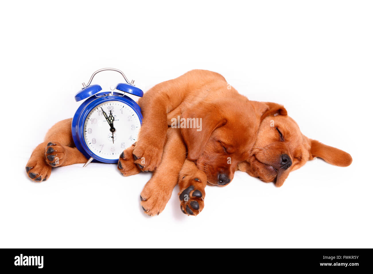Labrador Retriever Two puppies (8 weeks old) sleeping next to an alarm