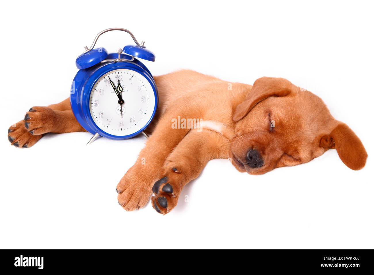 Labrador Retriever. Puppy (8 weeks old) sleeping next to an alarm clock