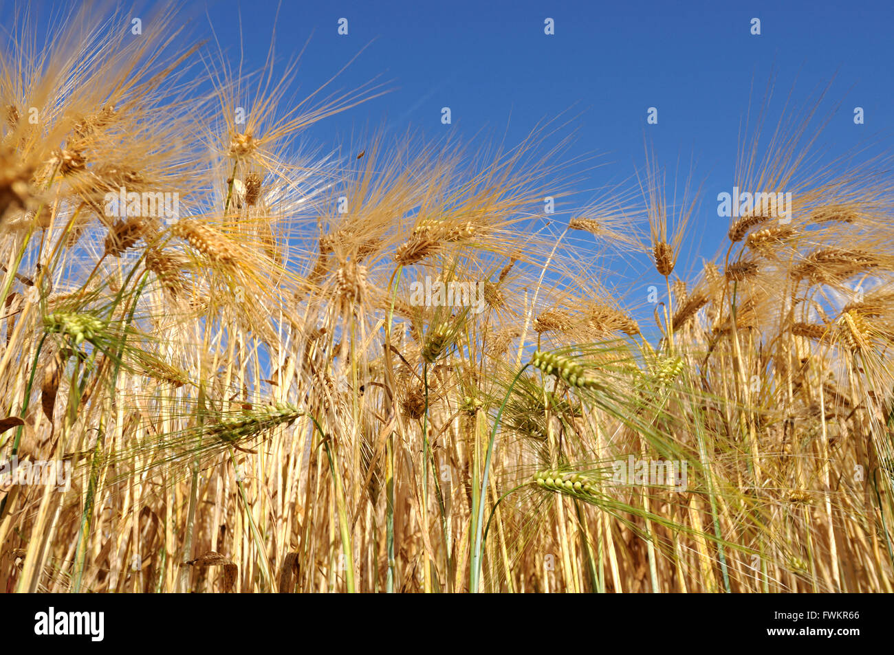 golden corn field under blue sky Stock Photo - Alamy