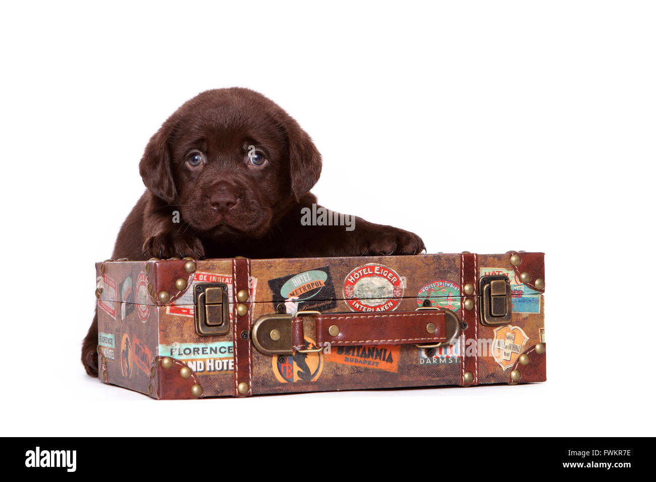 Labrador Retriever. Brown puppy (6 weeks old) sitting behind a suitcase. Studio picture against a white background. Germany Stock Photo