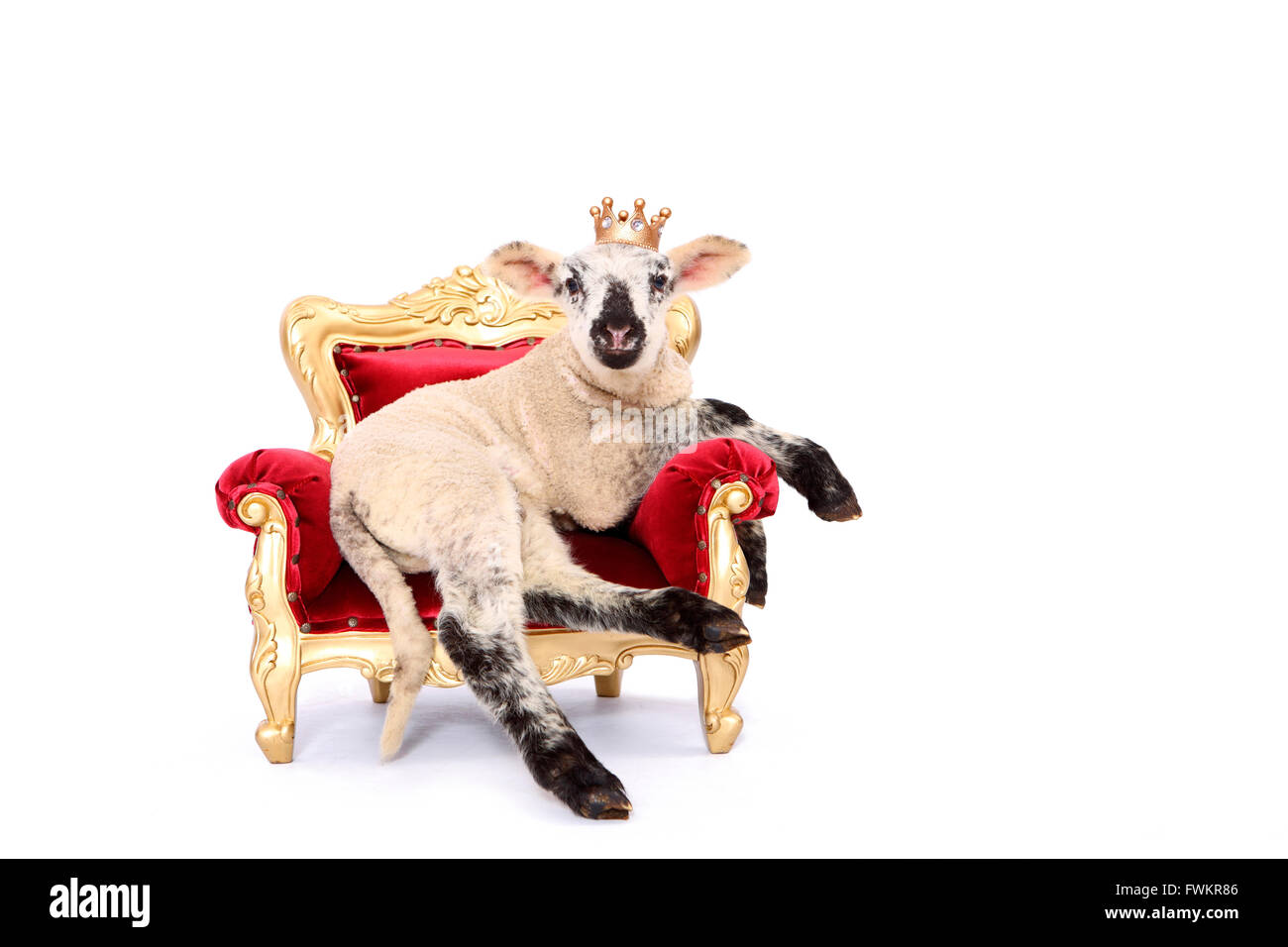 Domestic sheep. Lamb lying on a throne, wearing a crown. Studio picture