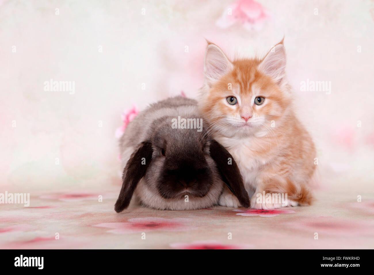 American Longhair, Maine Coon and Lop-eared Dwarf Rabbit. Kitten and ...