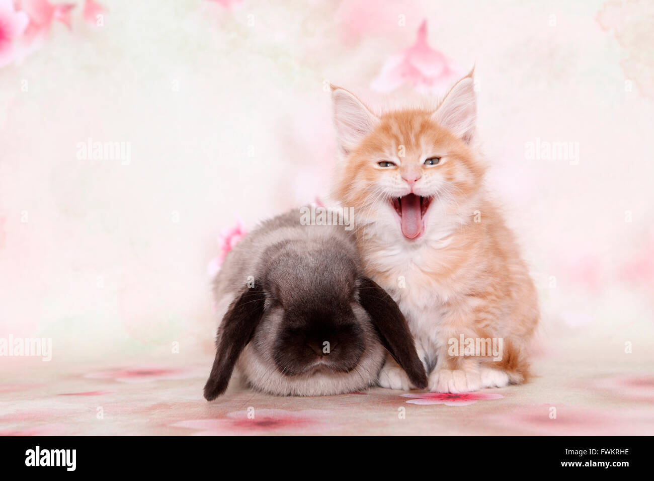 American Longhair, Maine Coon and Lop-eared Dwarf Rabbit. Yawning ...