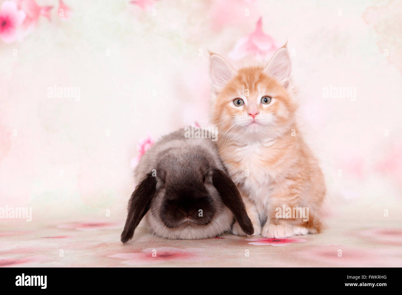 American Longhair, Maine Coon and Lop-eared Dwarf Rabbit. Kitten and ...