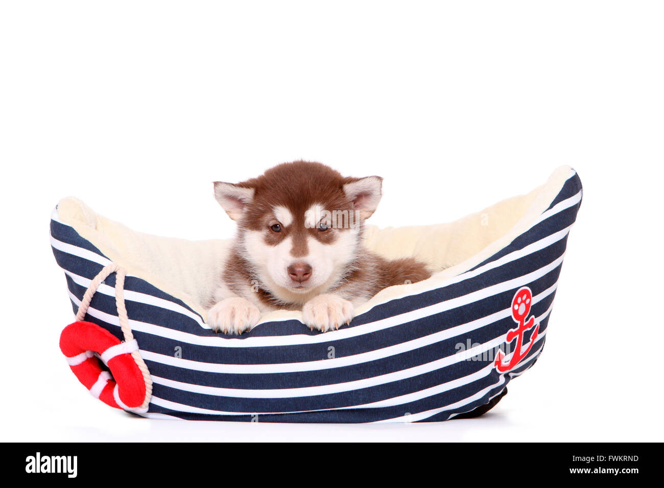 Alaskan Malamute. Puppy (6 weeks old) in a pet bed shaped like a boat