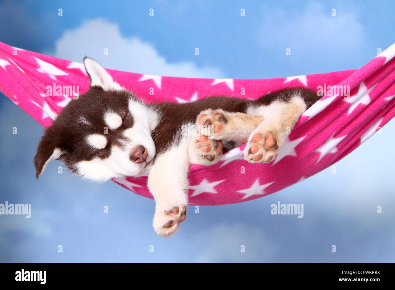 Alaskan Malamute Canis Lupus Familiaris Stock Photos Alaskan