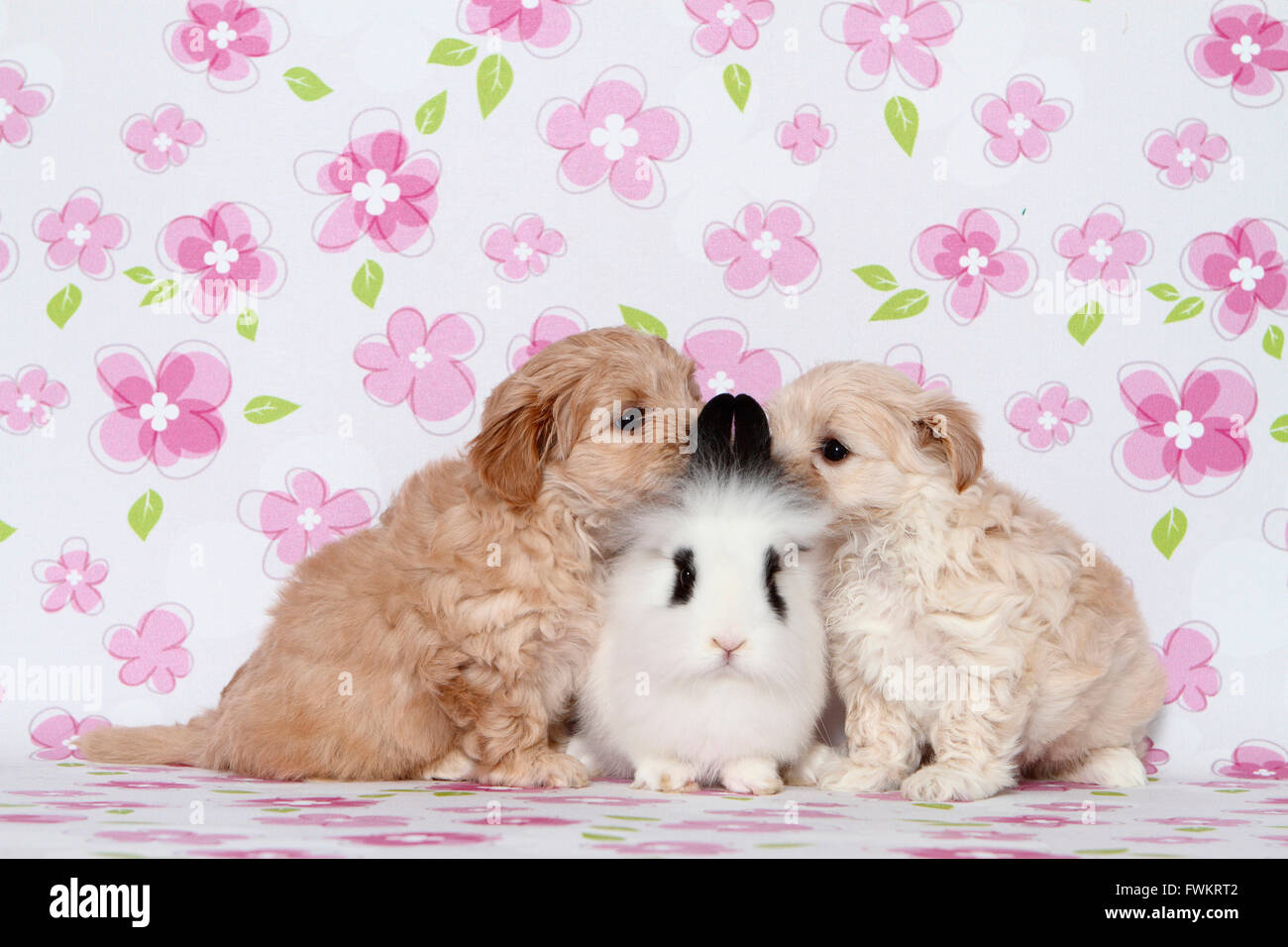 Maltipoo (Maltese x Toy Poodle) Pair of puppies and Teddy Dwarf Rabbit ...