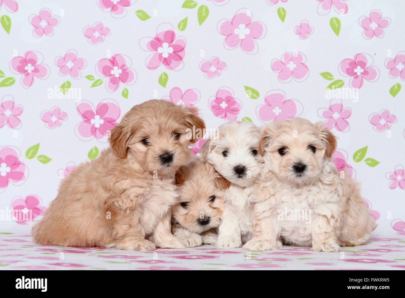 maltese and toy poodle