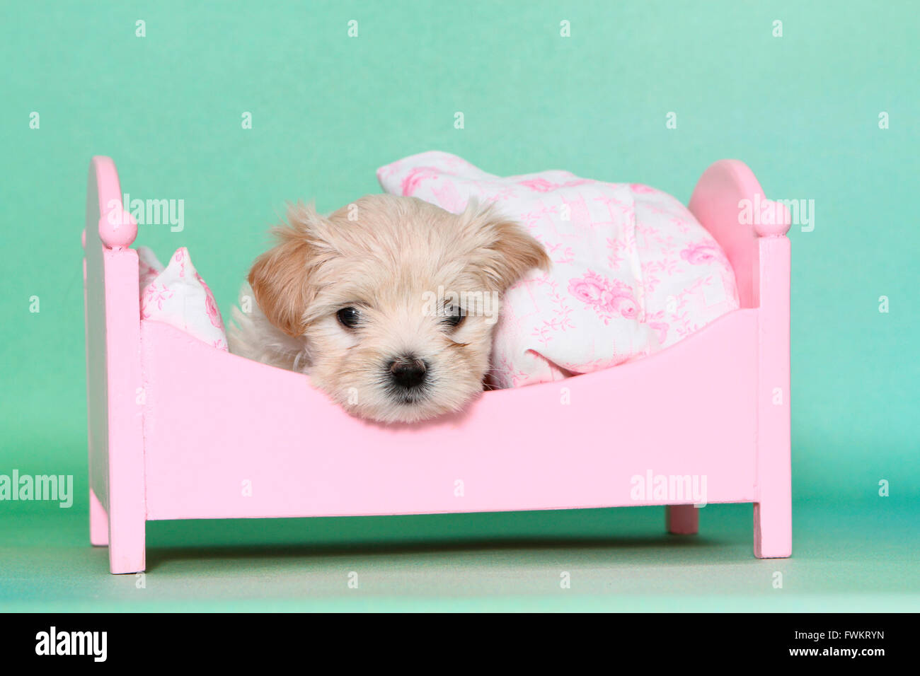 dolls playing with puppies