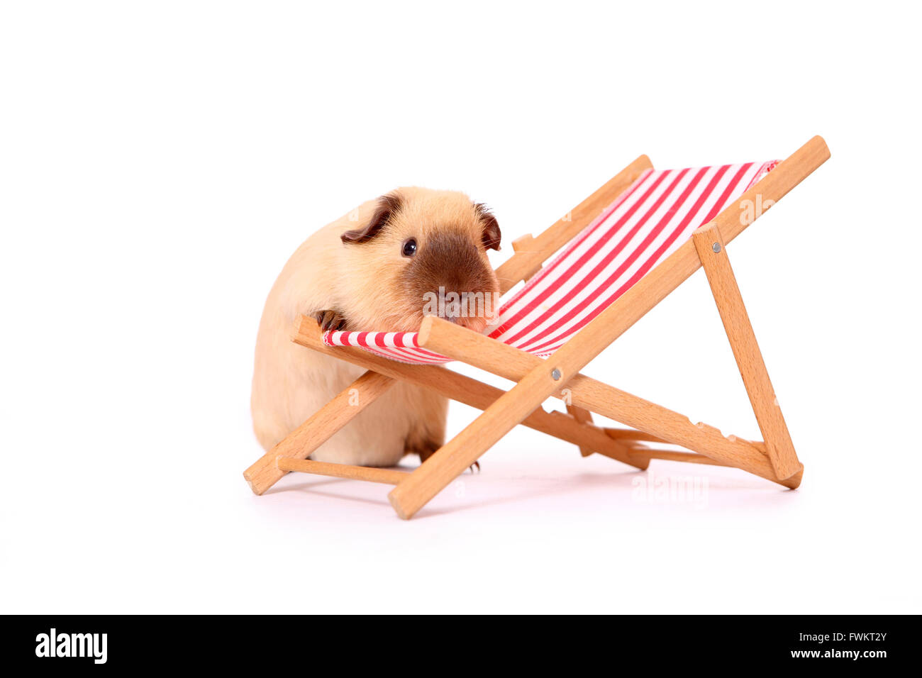 Smooth haired Guinea Pig. Adult climbing on a deck chair. Studio picture against a white background. Germany Stock Photo Alamy