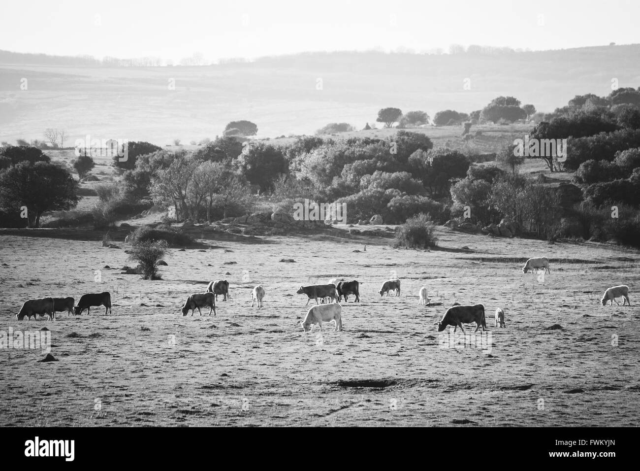 Cows And Calves Grazing On Field Stock Photo - Alamy