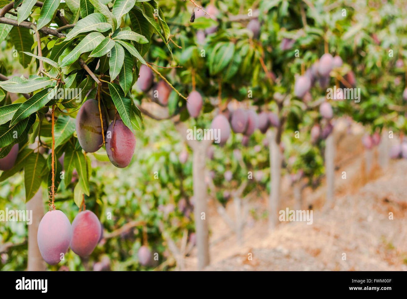 Mangoes Hanging On Tree Stock Photo