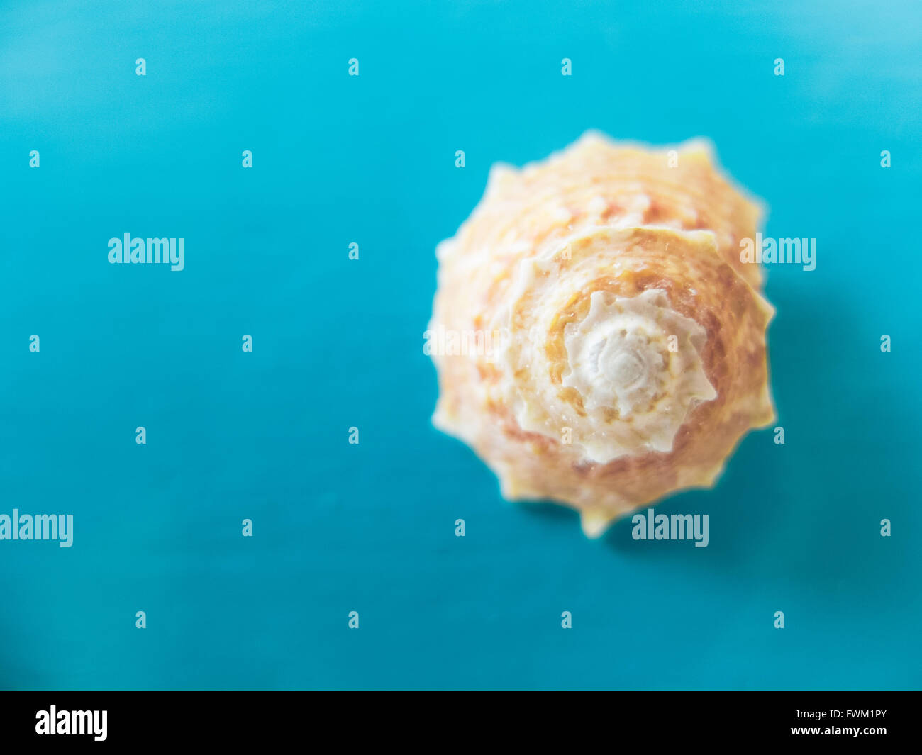 Close-Up Of Seashell On Blue Table Stock Photo