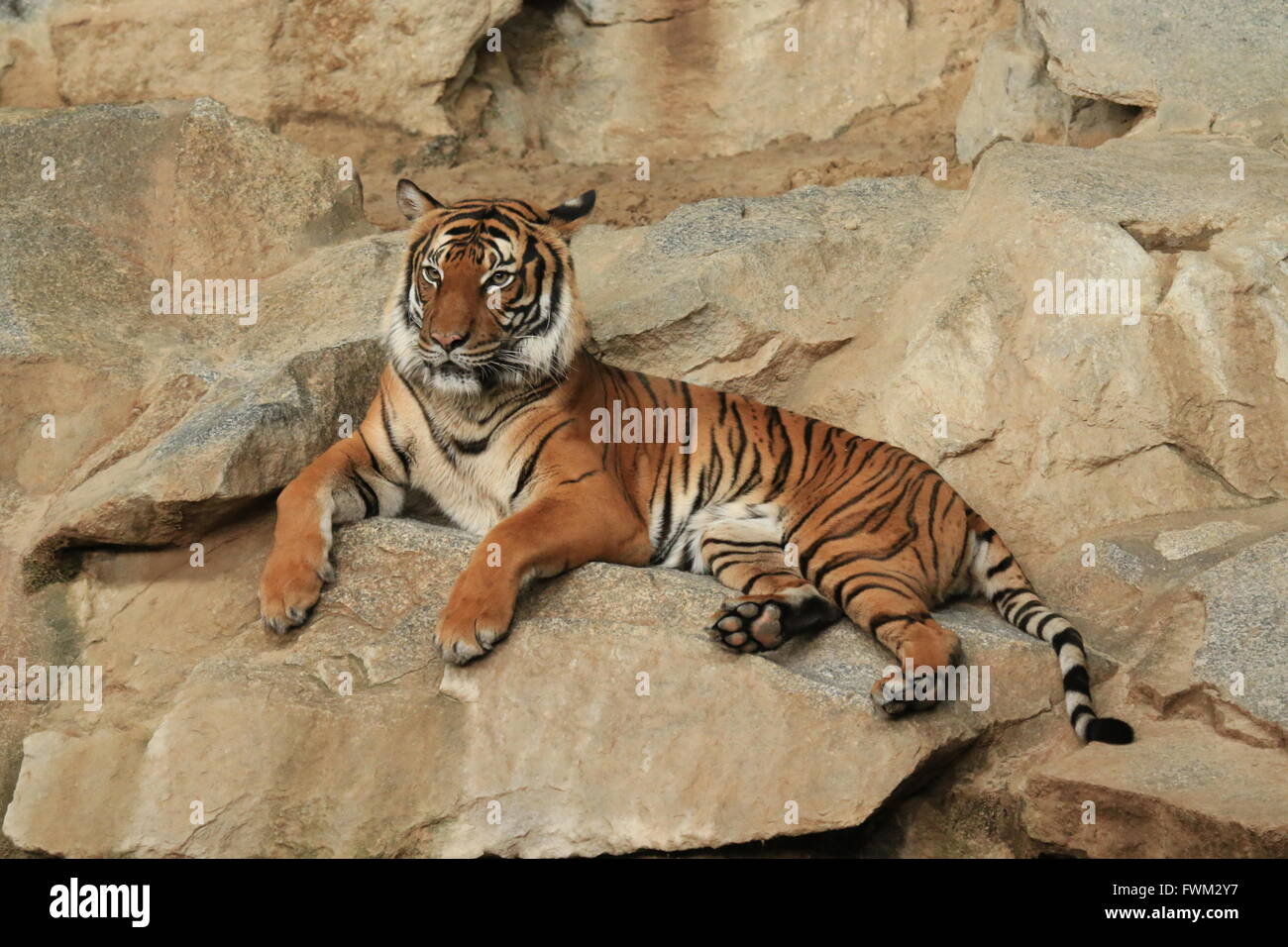 Tiger Resting On Rocks At Zoo Stock Photo