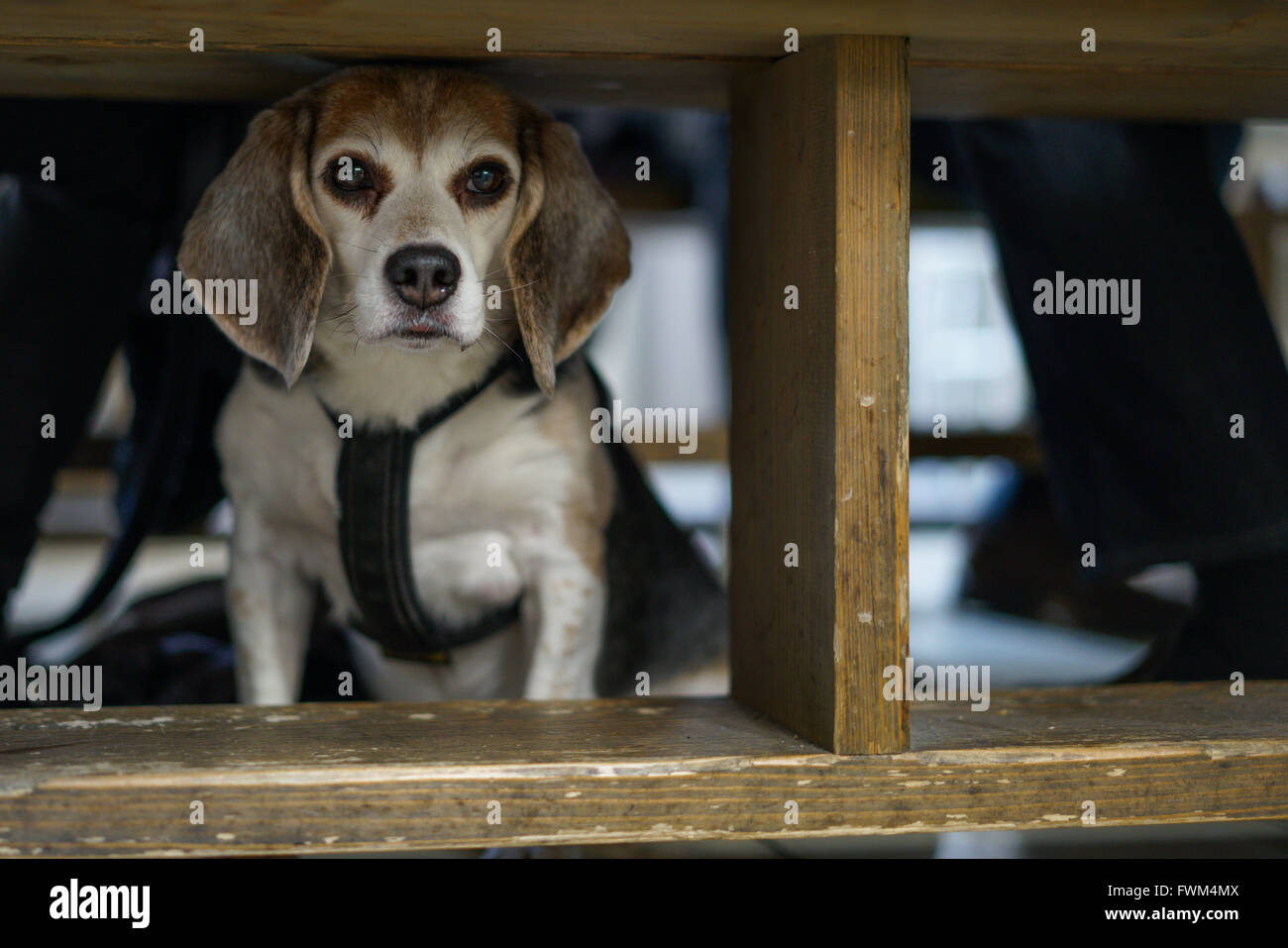 Dog under the table hires stock photography and images Alamy