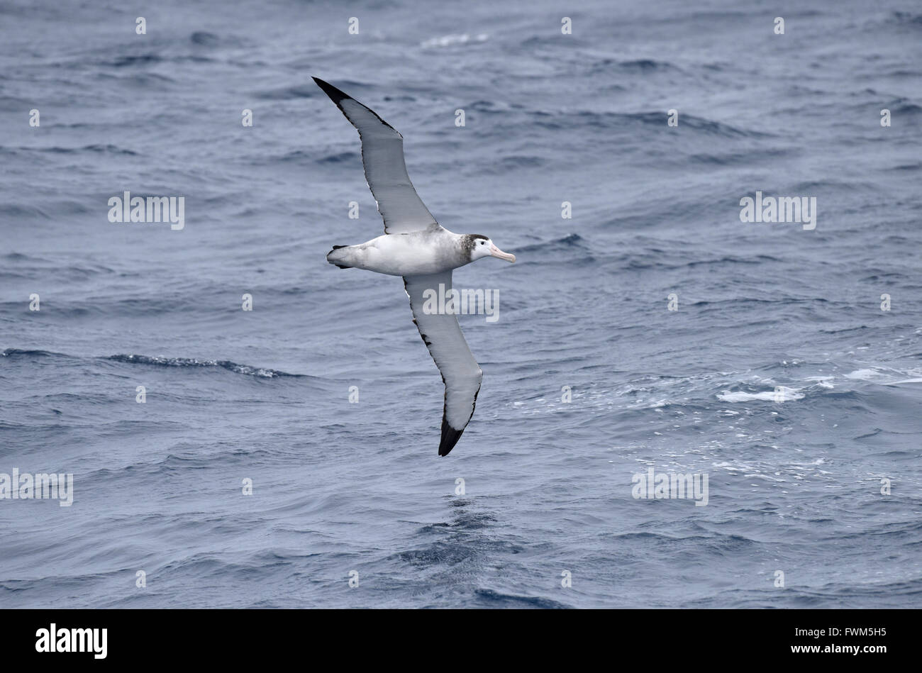 Antipodean Albatross - Diomedea antipodensis Stock Photo