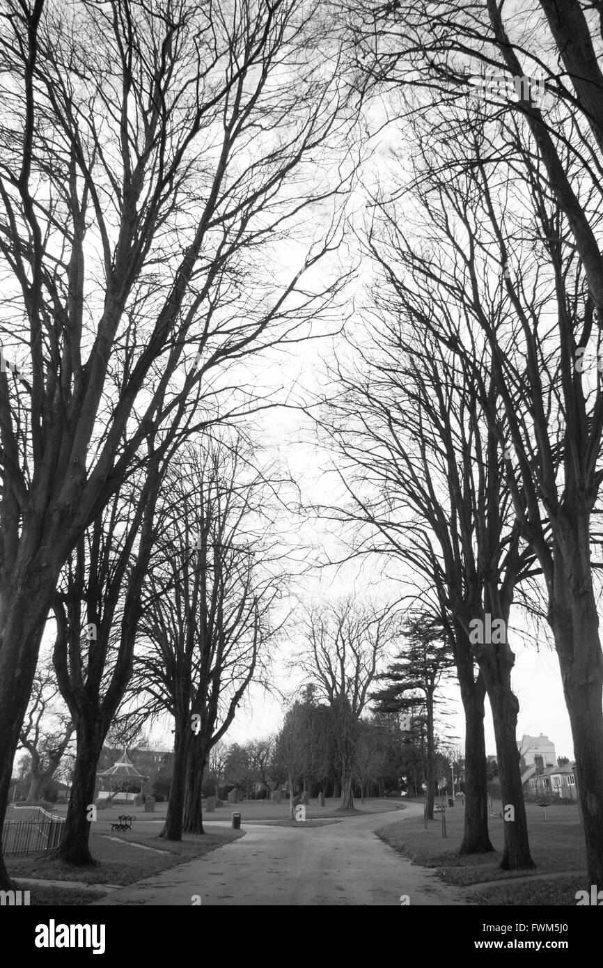 Black and white image of the trees in winter around my local park in Carmarthen, Wales Stock Photo