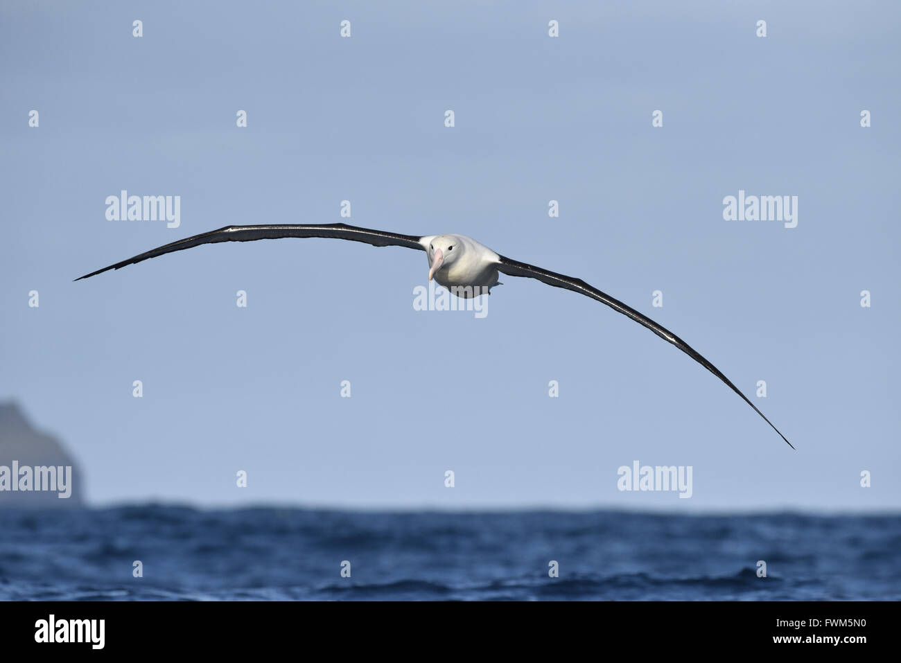 Northern Royal Albatross Diomedea sanfordi Stock Photo Alamy