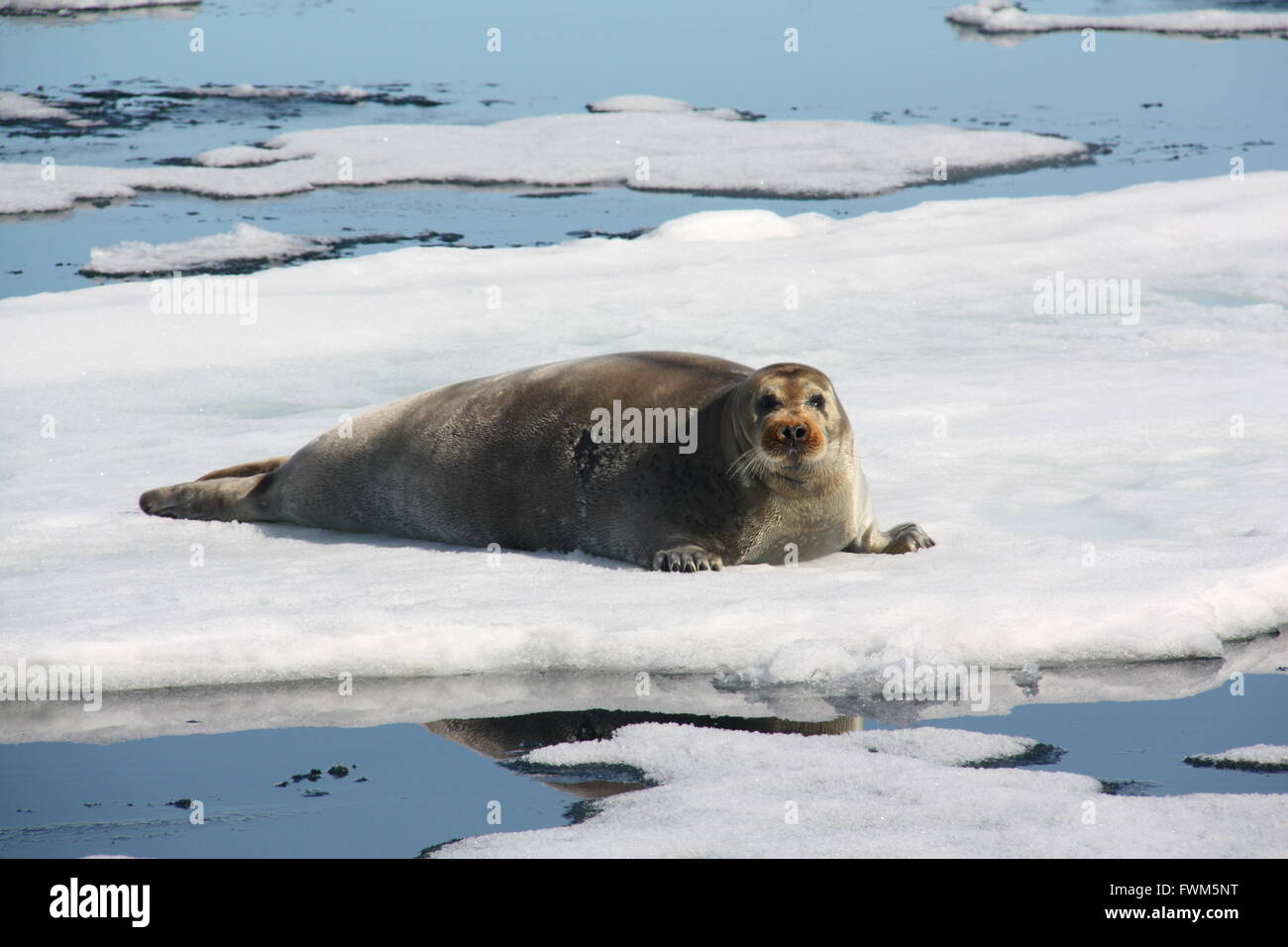 Bearded seal on ice flows enjoying the summer sun in Svalbard Stock Photo