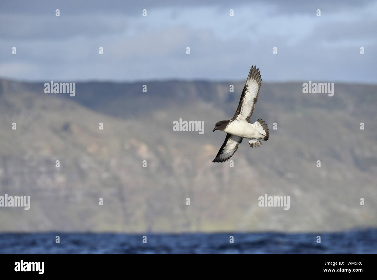 Cape Petrel - Daption capense Stock Photo