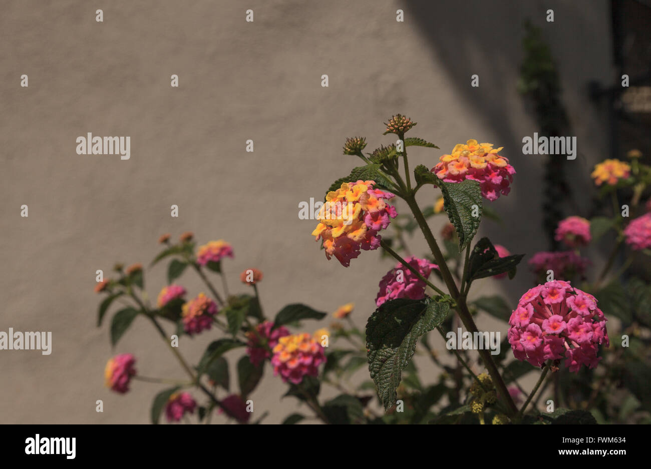 Yellow and pink flowers on butterfly bush Lantana camara in Santa