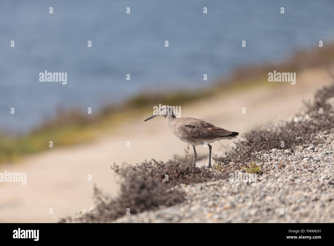 Long billed Dowitcher shorebird called Limnodromus scolopaceus foraging along the shoreline of a Southern California marsh Stock Photo