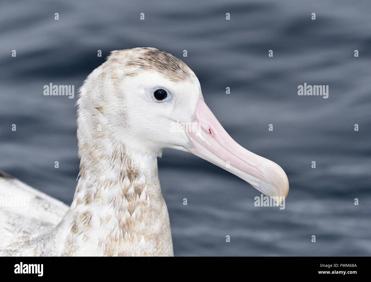 Antipodean Albatross - Diomedea antipodensis Stock Photo