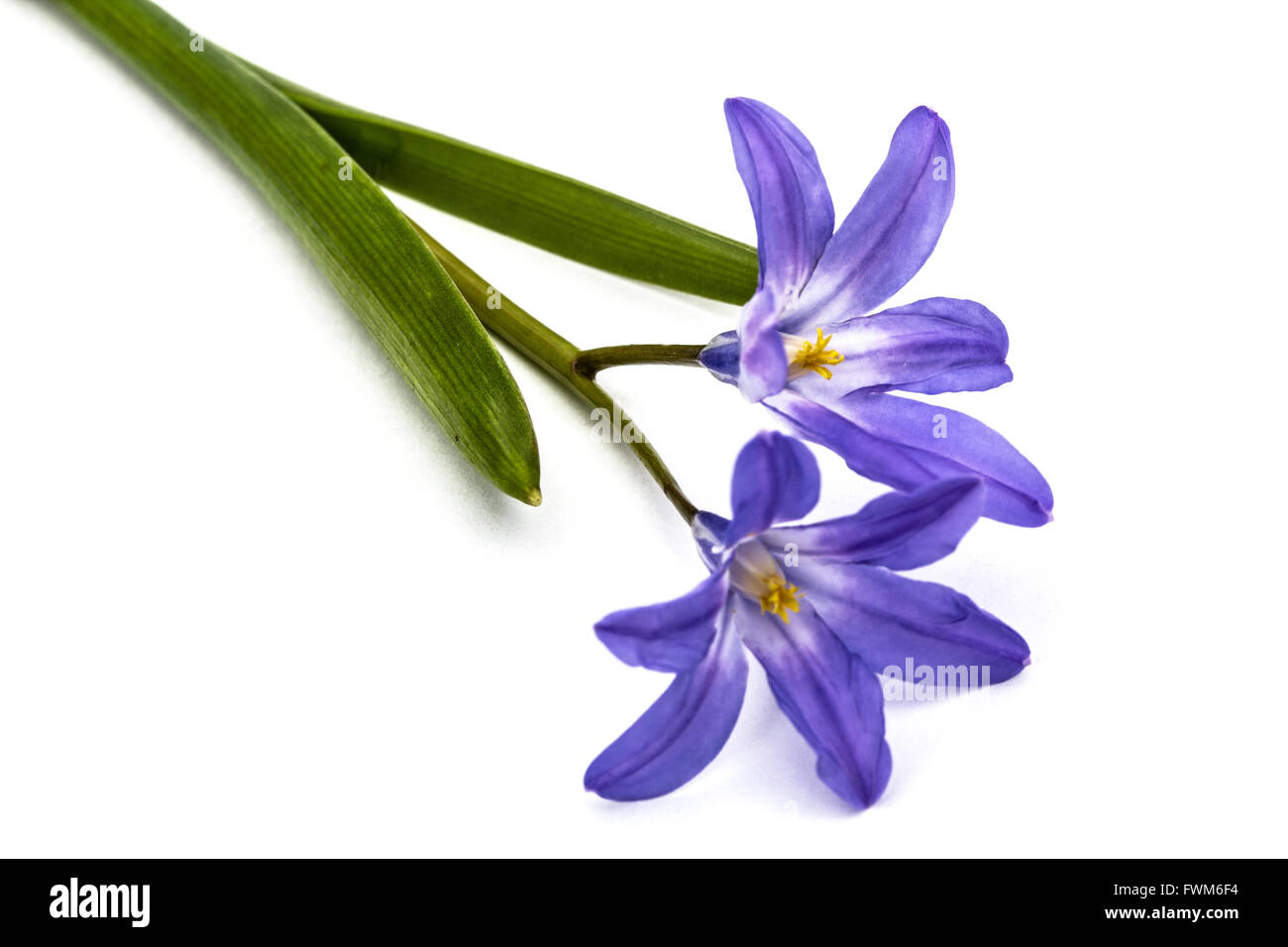 Violet flowers of Chionodoxa luciliae, Glory of the snow, isolated on white background Stock Photo